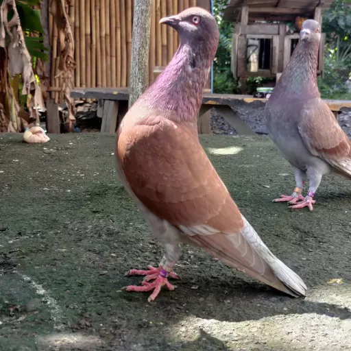 Foto Merpati Sprint PPMBSI21-267412