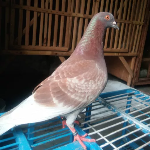 Foto Merpati Sprint Ring21-074339