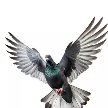 Latihan: LATIHAN HATTRIK  NRPC 2026 - 2026